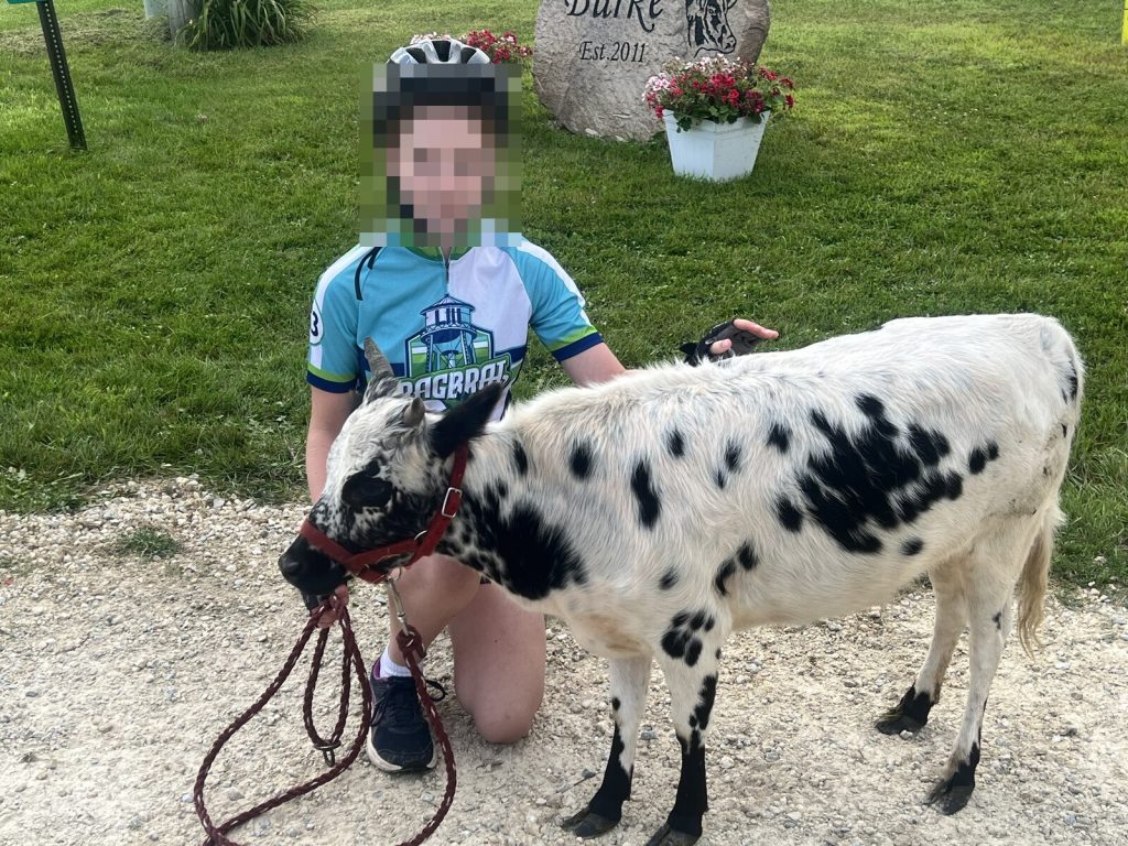 Elizabeth and Iowa's smallest cow. The cow was unimpressed by RAGBRAI. Elizabeth was impressed by the cow.